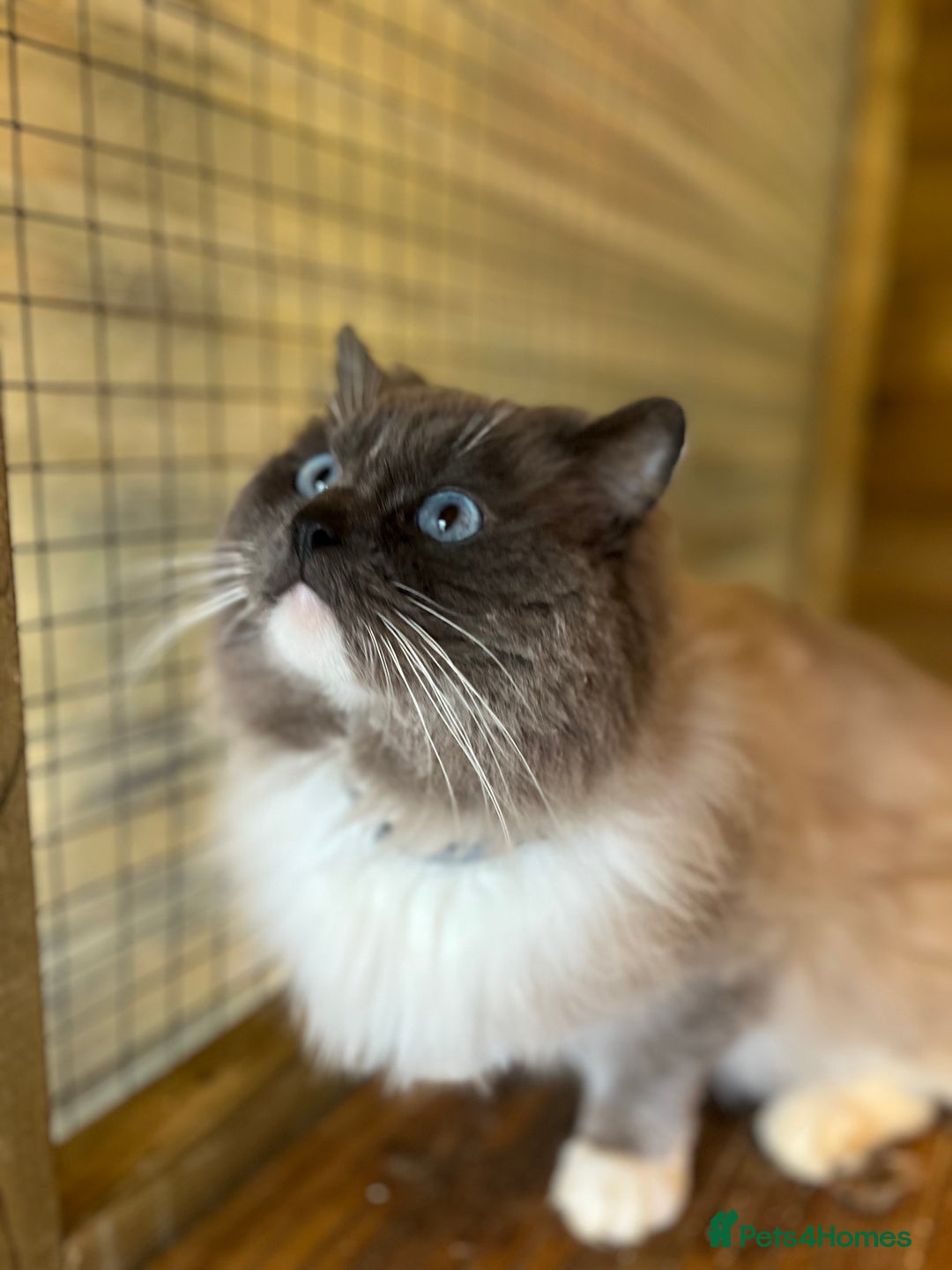 Ragdoll cats for stud: Gccf/Tica male ragdoll for stud  in Ashford - Advert 1