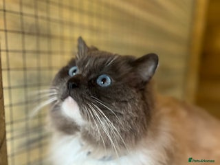 Ragdoll cats in Ashford - Advert 7