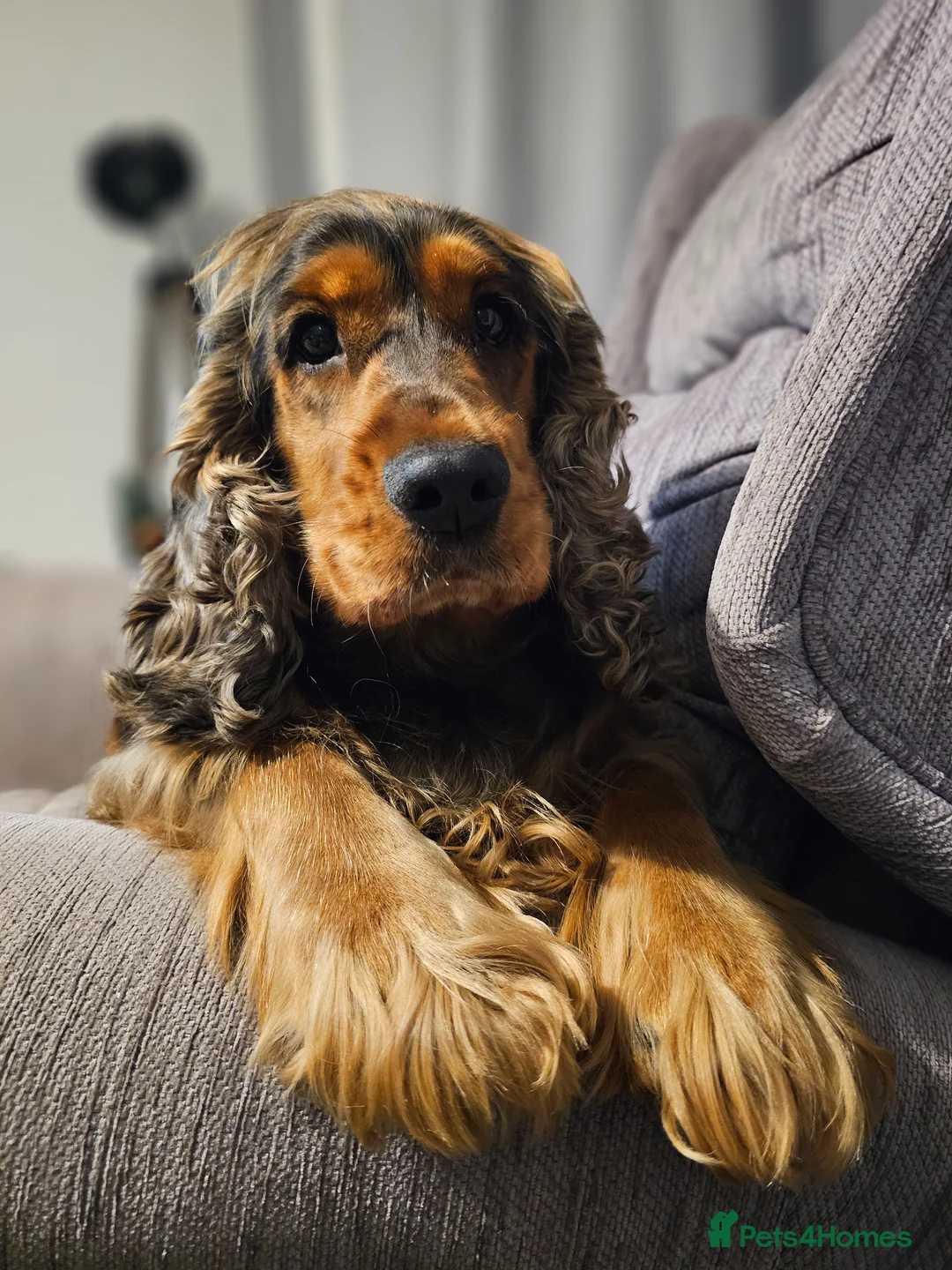 Cockapoo dogs for sale: Beautiful F1 cockapoo puppies ..6 girls 4 boys - Advert 2