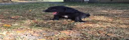 Sprollie dogs for sale: Beautiful litter of puppies  - Advert 12