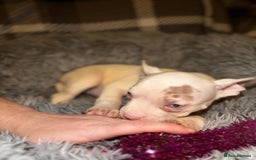 American Bully dogs for sale: perfect puppys - Image 36