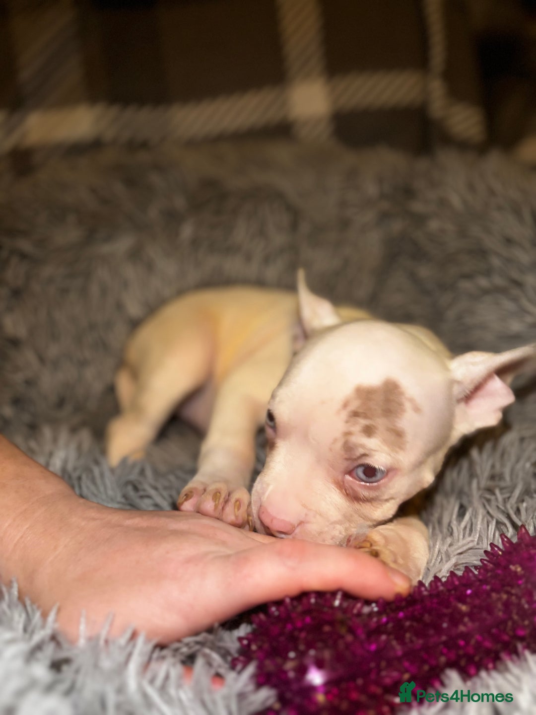 American Bully dogs for sale: perfect puppys - Image 36