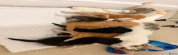 Mixed Breed cats for sale: 3 male 3 female cute kittens - Advert 4