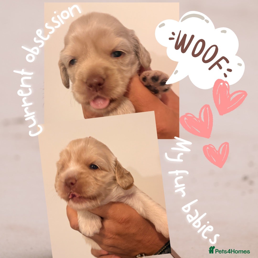 Australian Labradoodle dogs     🐾 Adorable Australian Labradoodle Puppies  - Advert 1
