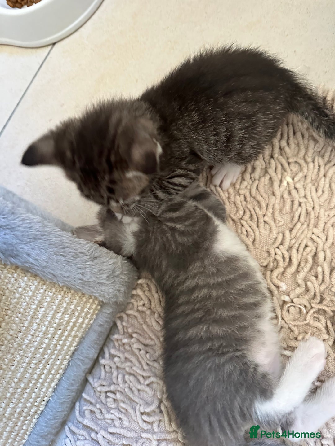 Mixed Breed cats for sale: Adorable kittens  - Image 6