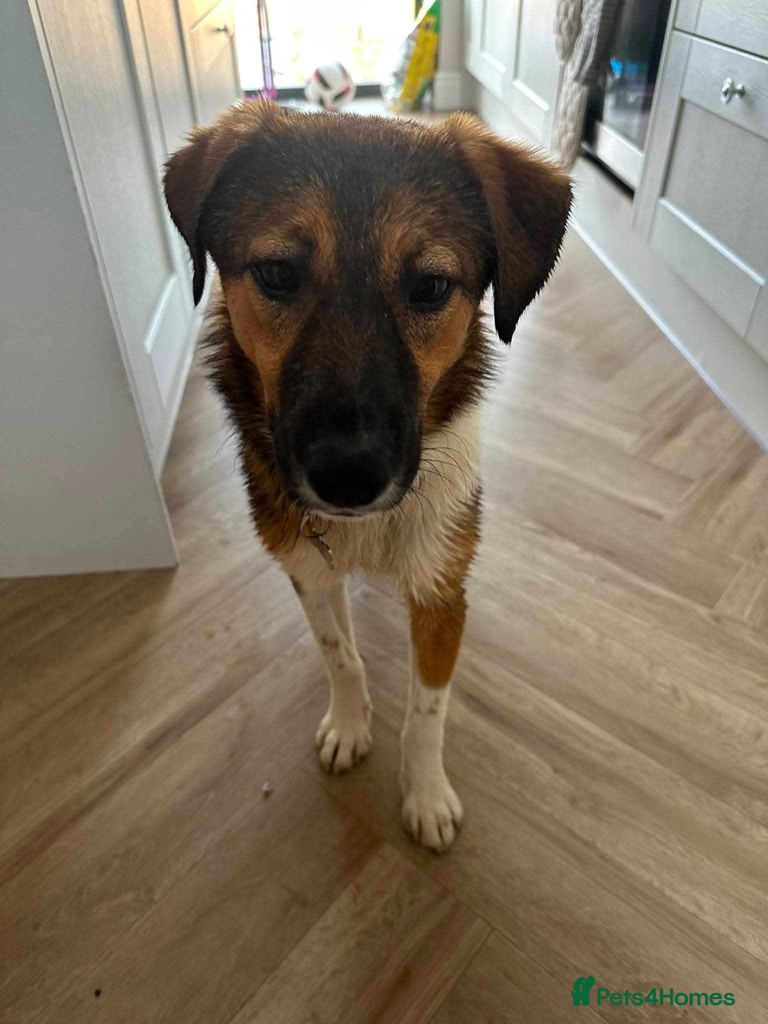 Mixed Breed dogs Meet Rizzo, currently residing in Surrey - Advert 11