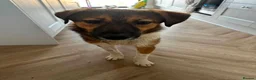 Mixed Breed dogs for adoption: Meet Rizzo, currently residing in Surrey in Carshalton - Advert 1
