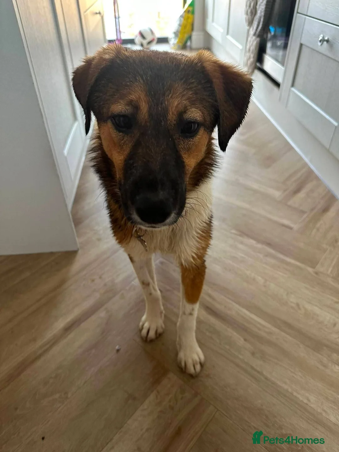 Mixed Breed dogs for adoption: Meet Rizzo, currently residing in Surrey in Carshalton - Advert 1