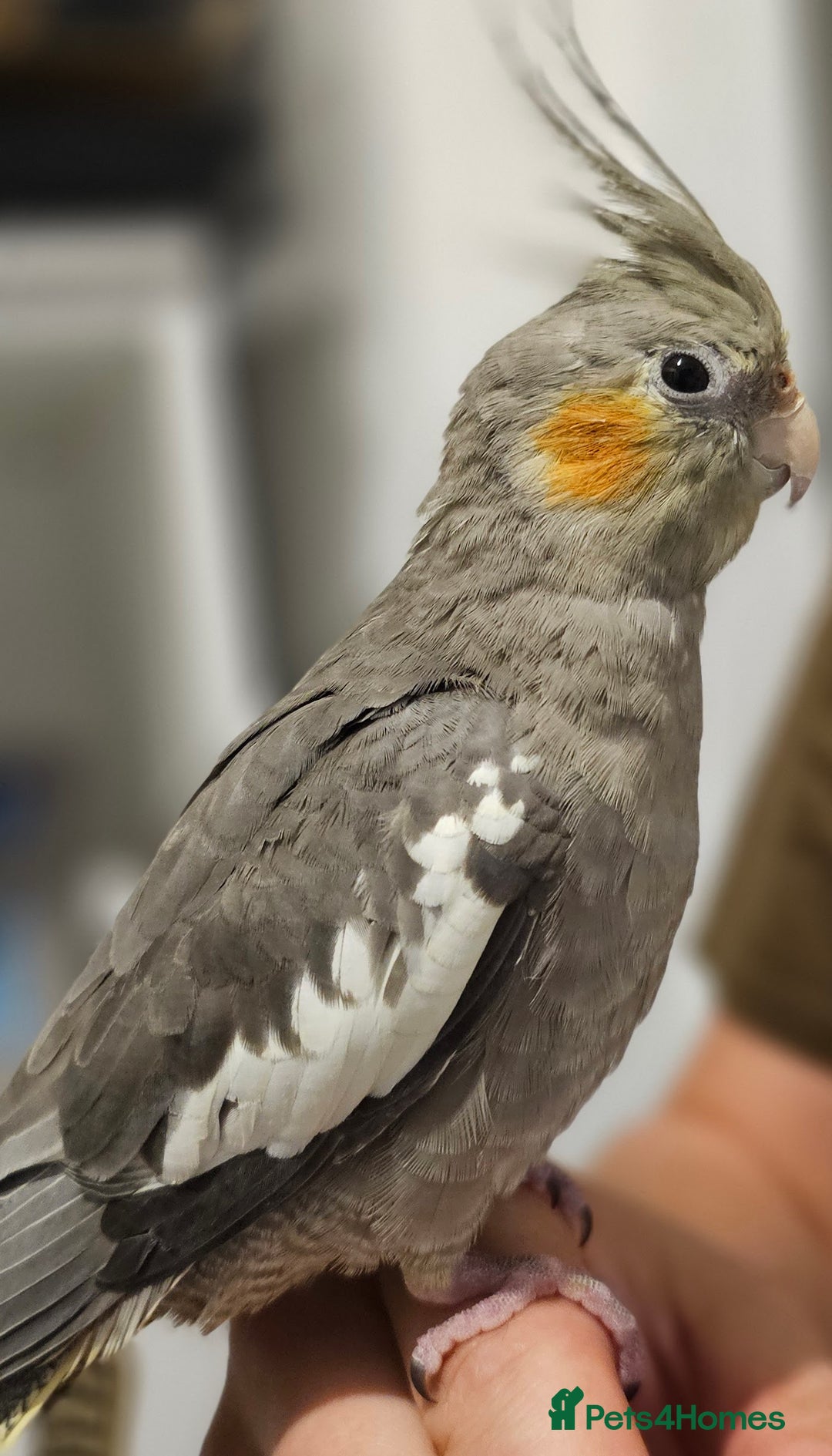 Cockatiels birds for sale: 2 hand tamed beautiful cockatiels  - Advert 4