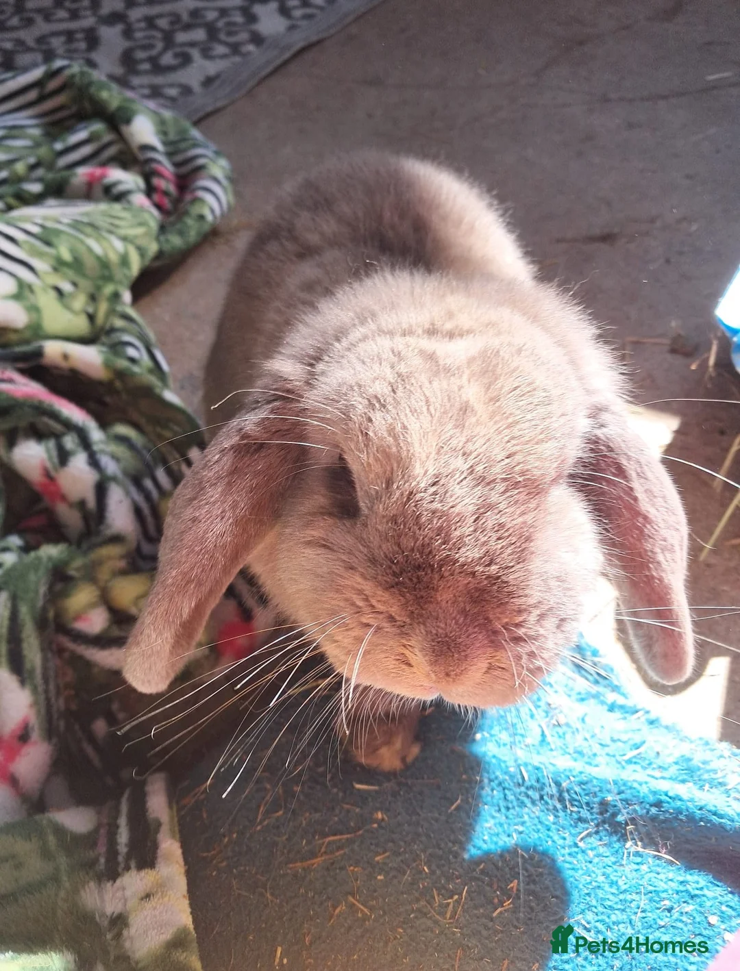 Mini Lop rabbits for sale: Female Mini Lop for sale  - Advert 4
