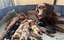 Labradoodle dogs for sale: Adorable Miniature Labradoodles  - Image 1