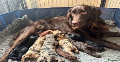 Labradoodle dogs Last 2 Adorable Miniature Labradoodles left - Advert 5