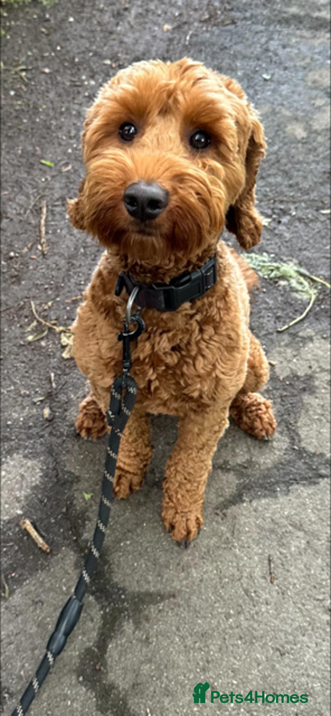Cockapoo dogs for sale: *Stunning  litter of F2 cockapoo puppies*** - Advert 10