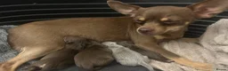 Chihuahua dogs for sale: 4 stunning chihuahua puppies  - Advert 13