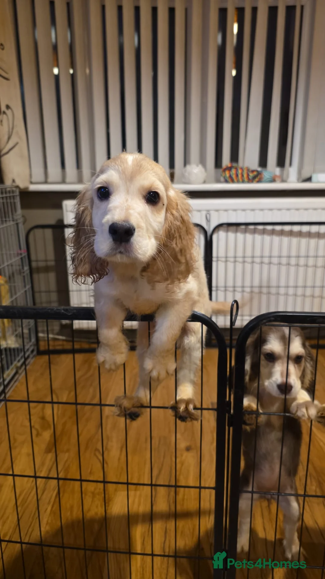 Cocker Spaniel dogs for sale: Cocker spaniel puooys - Advert 9