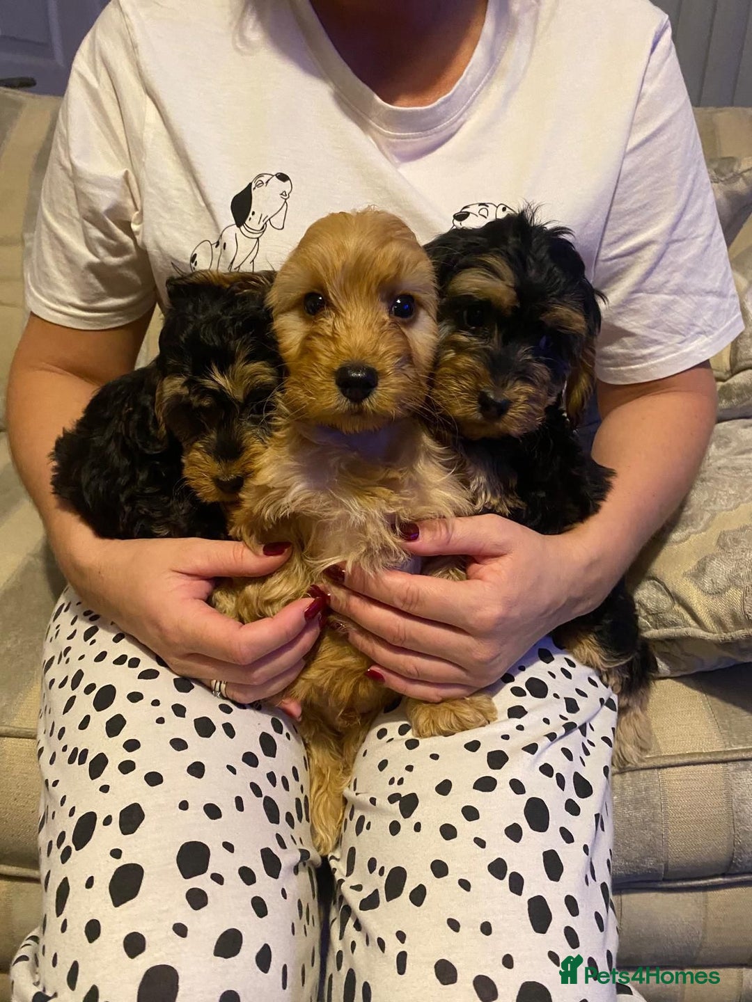 Cockapoo dogs for sale: ADORABLE COCKAPOO PUPPIES  - Advert 16