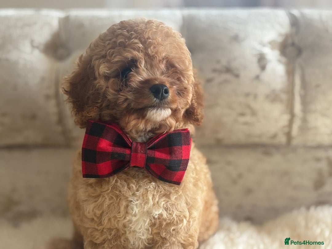 Cavapoochon dogs for sale: Stunning cavapoochon puppies  - Image 8