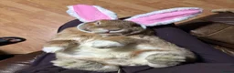 Mini Lop rabbits for sale: Beautiful mini lop Ivy in Greenford - Advert 2