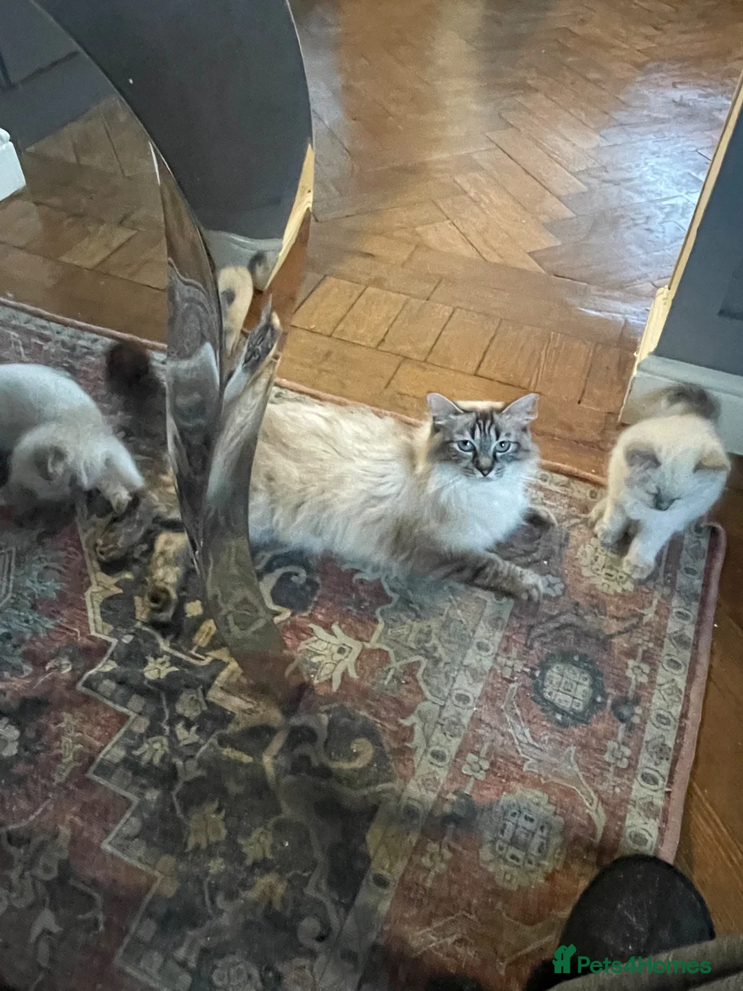 Ragdoll cats for sale: Ragdoll kittens  in Nelson - Advert 19