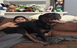 Rottweiler dogs for stud: Rottweiler Dog for Stud - Image 5