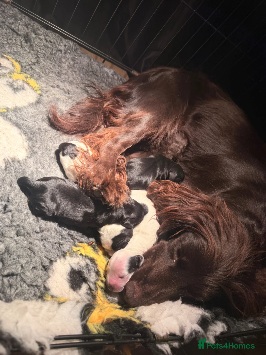 Cocker Spaniel dogs for sale: Cocker spaniel puppies  - Advert 1