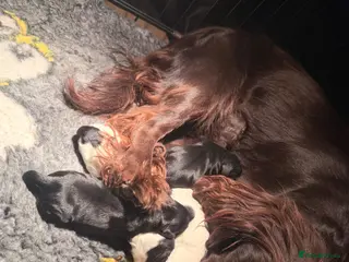 Cocker Spaniel dogs Cocker spaniel puppies - Advert 1