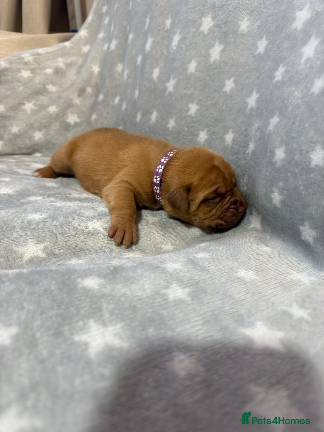 Dogue De Bordeaux dogs for sale: Beautiful Dogue De Bordeaux Puppies - Advert 16