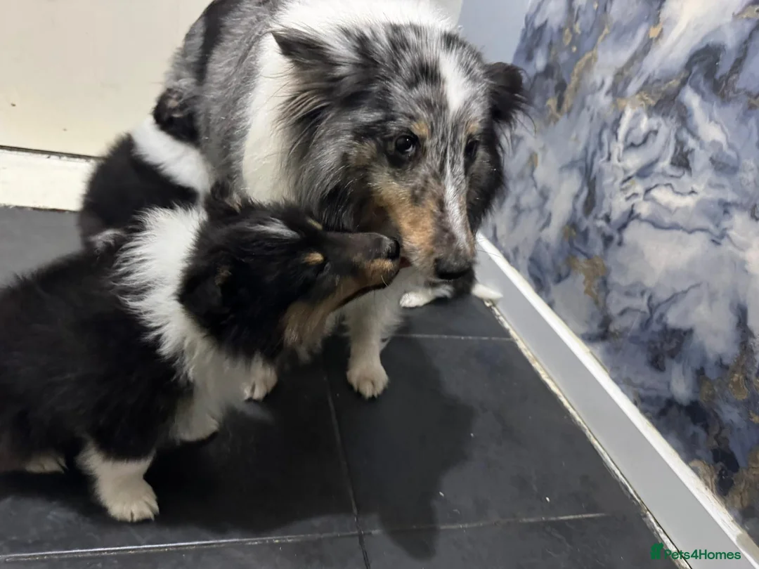 Shetland Sheepdog dogs for sale: Shetland sheepdog  in Dagenham - Advert 2