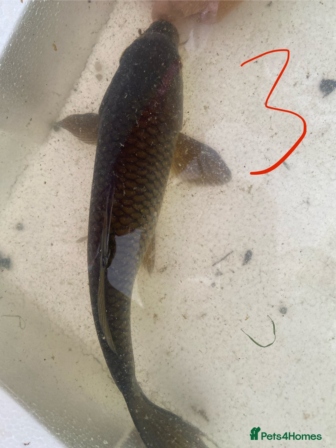 Koi Carp fish for sale: Mixture of Koi  - Image 6
