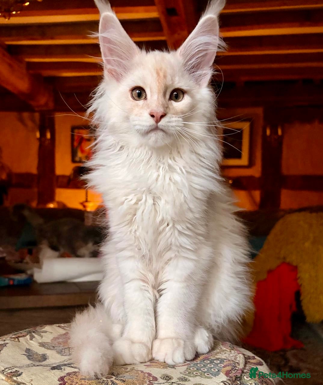 Maine Coon cats Pedigree Maine Coon kittens, TICA reg, 2 left - Advert 7
