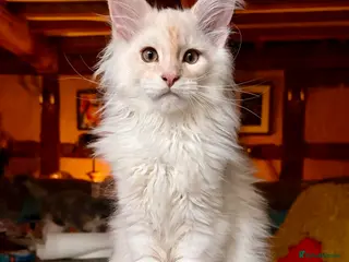 Maine Coon cats Pedigree Maine Coon kittens, TICA reg, 2 left - Advert 11