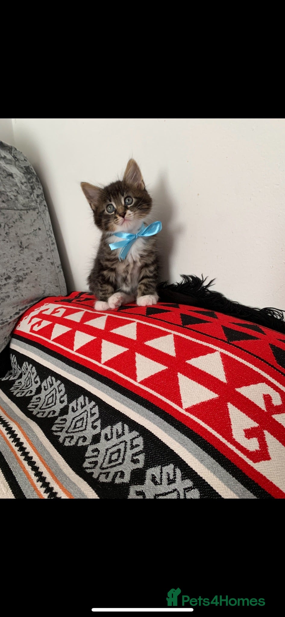 Mixed Breed cats Beautiful kittens looking for loving home. - Advert 2