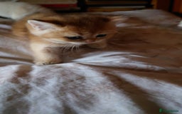 British Shorthair cats for sale: British Short Hair BSH kittens - Image 3