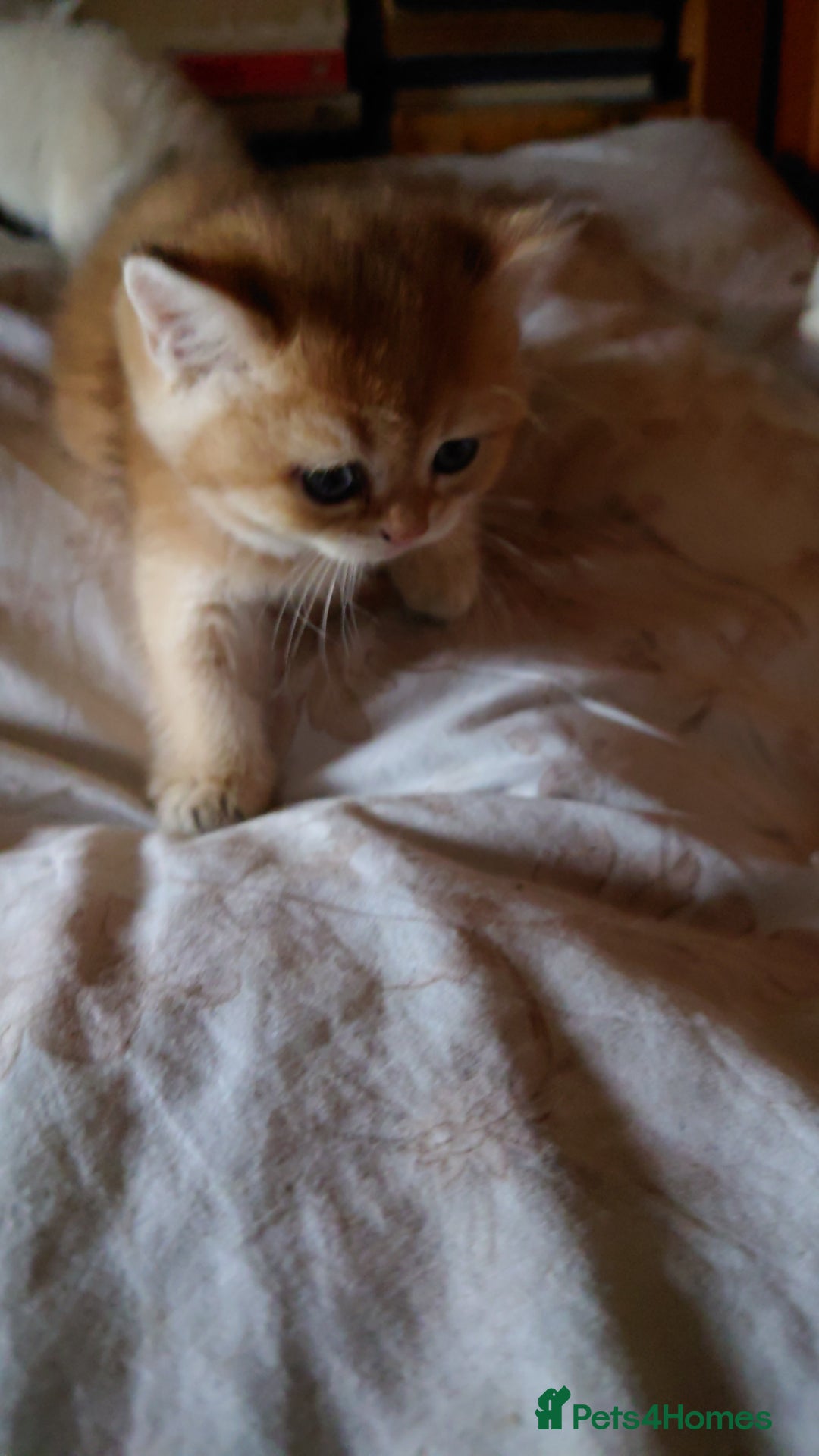 British Shorthair cats for sale: British Short Hair BSH kittens - Image 3