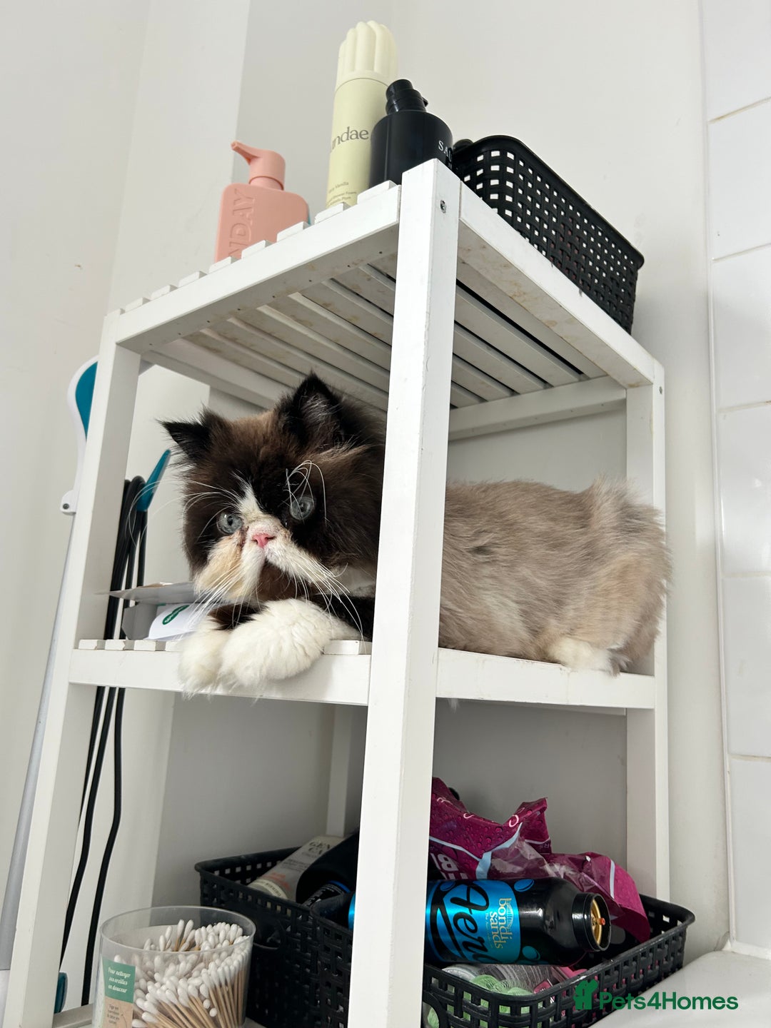 Persian cats for sale: Persian bonded pair - Advert 2