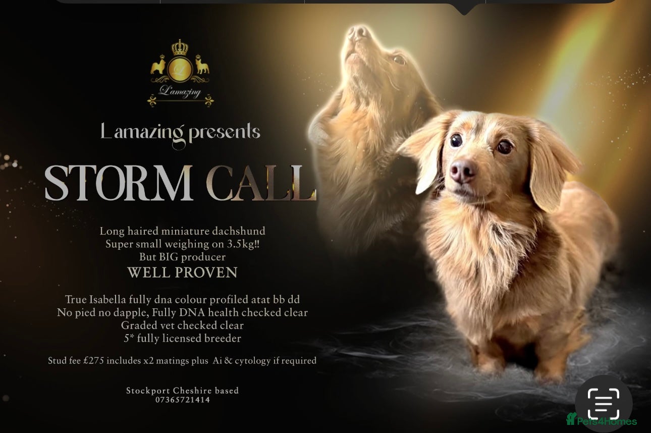 Miniature Dachshund dogs True Isabella tan long haired mini tiny KC stud  - Advert 4