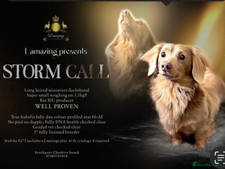 Miniature Dachshund dogs True Isabella tan long haired mini tiny KC stud - Advert 3