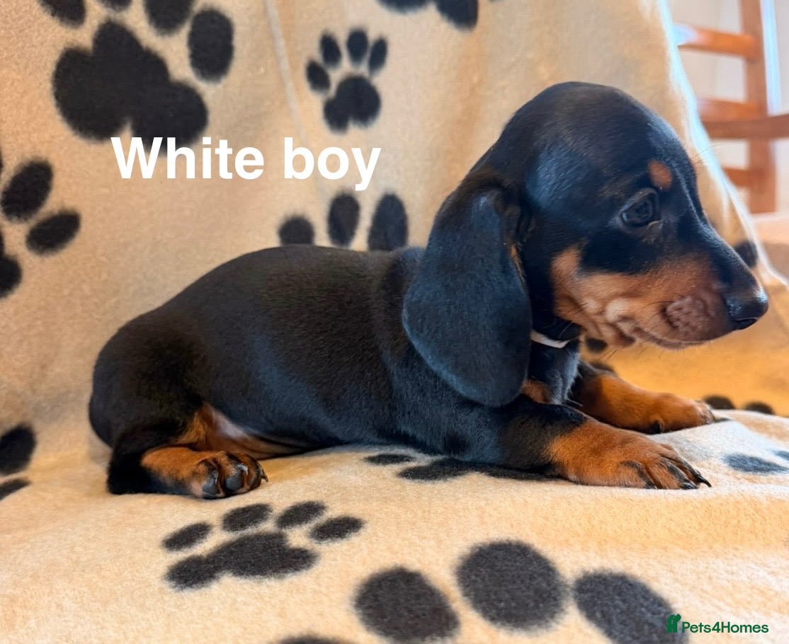 Miniature Dachshund dogs Beautiful Miniature Dachsund Puppies - Advert 2