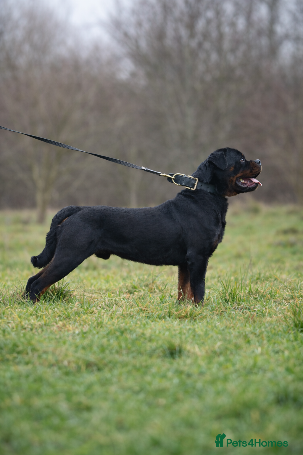 Rottweiler dogs Open to stud  - Advert 7
