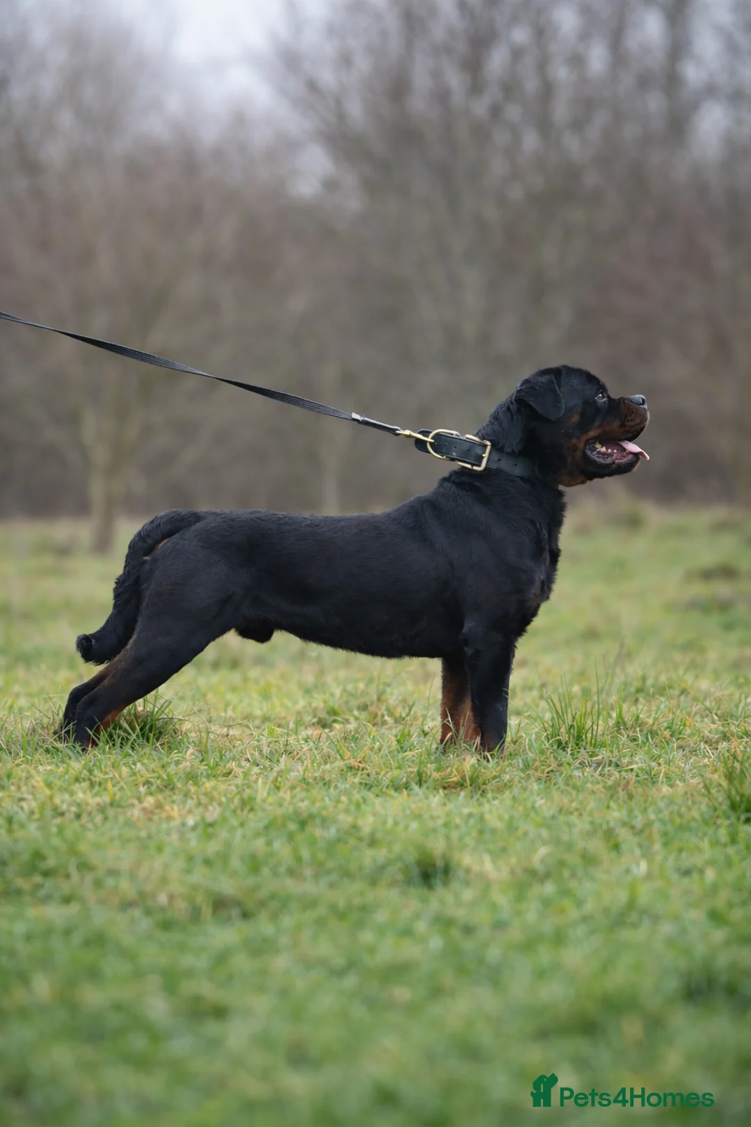 Rottweiler dogs for stud: Open to stud  - Advert 1