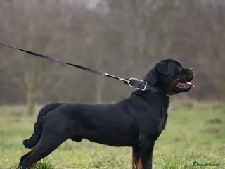 Rottweiler dogs Open to stud - Advert 7