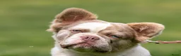 French Bulldog dogs for sale: Ready to go! Top quality French bulldogs  - Advert 19