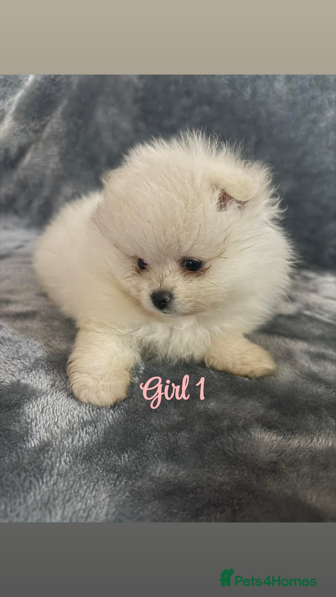 Pomeranian dogs for sale: Teddy bear optic white Pomeranians puppies - Advert 9