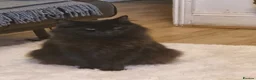 Persian cats for sale: 2 persian for sale - Advert 3