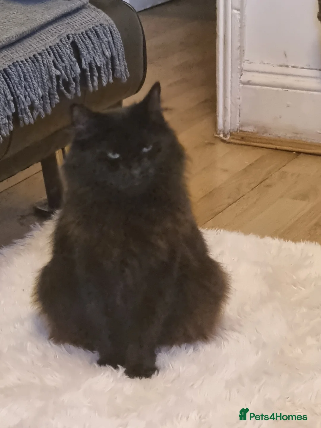 Persian cats for sale: 2 persian for sale - Advert 3