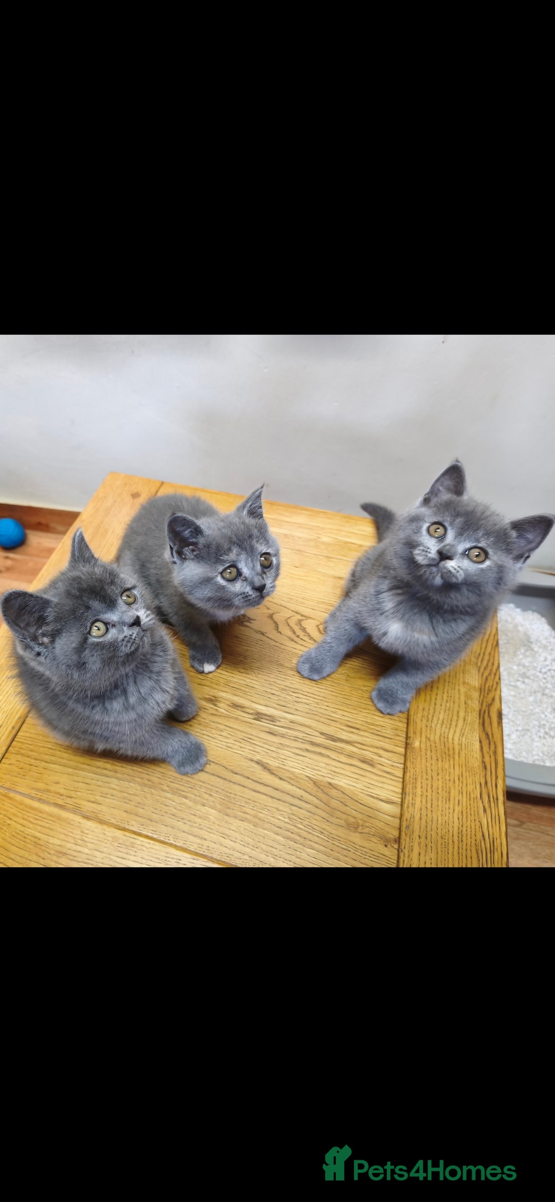 British Shorthair cats for sale: British Shorthair Kittens Imported Parents  - Advert 10
