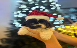 Shih Tzu dogs for sale: Beautiful litter of 6 Shih Tuz pups  - Advert 16