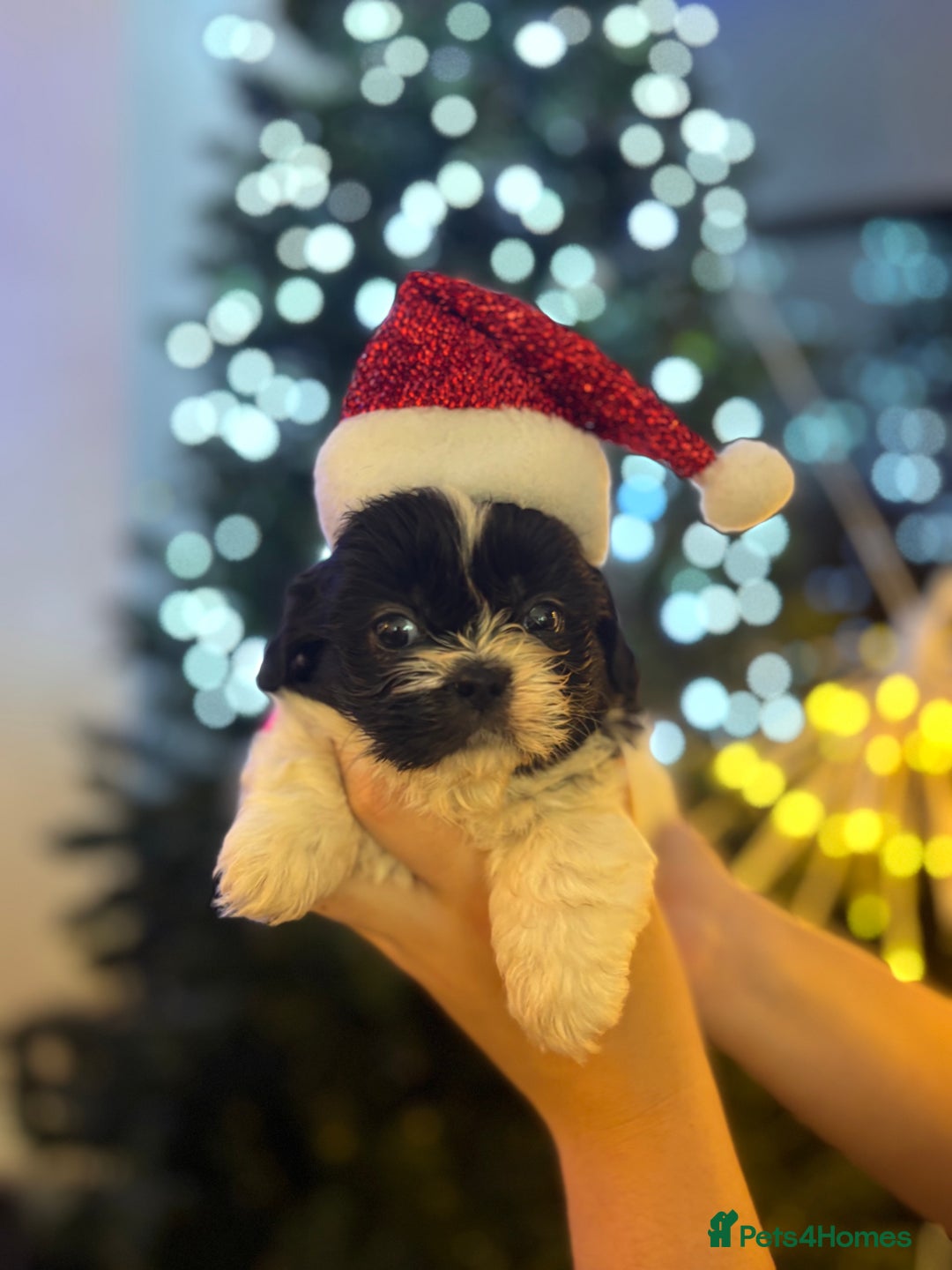 Shih Tzu dogs for sale: Beautiful litter of 6 Shih Tuz pups  - Advert 16