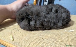 Guinea Pig rodents for sale: Swiss breed guinea pig babies & going adults  - Image 5