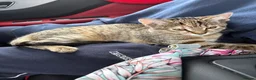 Domestic Shorthair cats for sale: Kitten for sale  in Wymondham - Advert 3